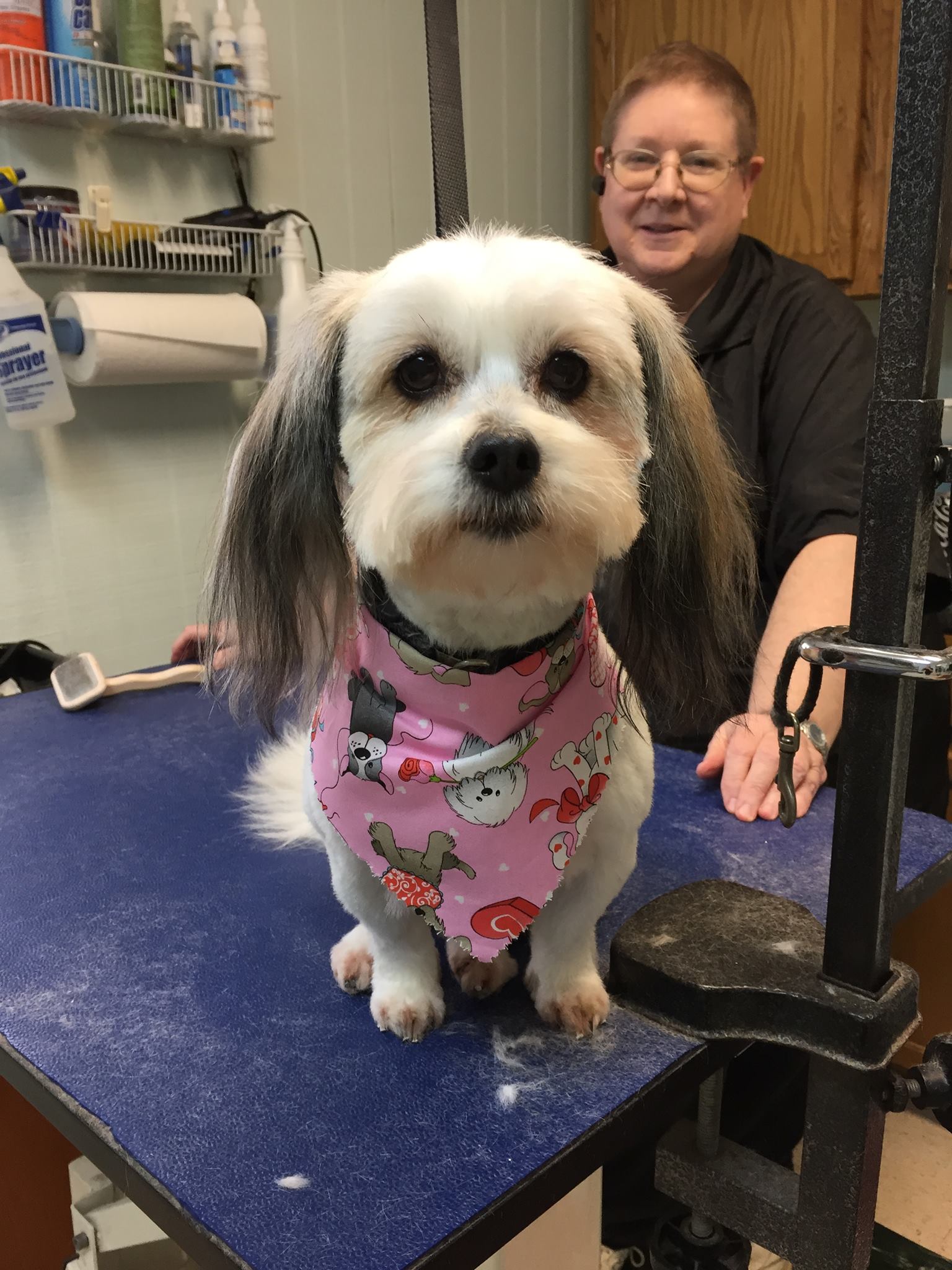 Shih Tzu Dog on Grooming — Hephzibah, GA — Springwood Pet Boarding & Grooming