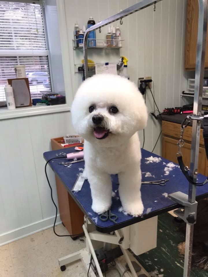 White Little Shih Tzu Puppy — Hephzibah, GA — Springwood Pet Boarding & Grooming