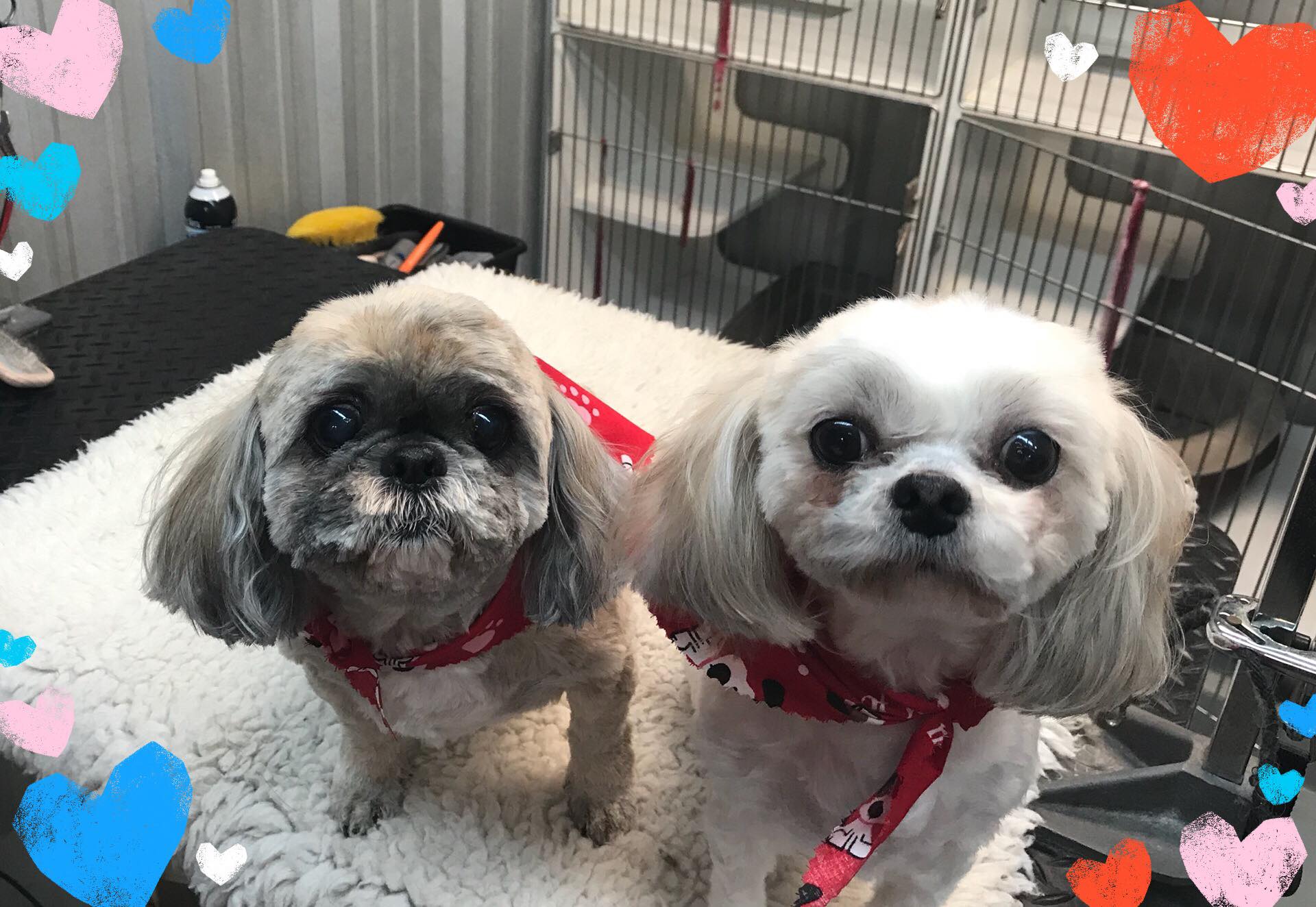 Two Shih Tzu — Hephzibah, GA — Springwood Pet Boarding & Grooming