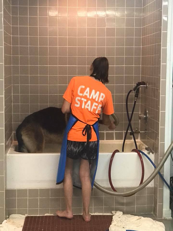 Dog Taking a Bath — Hephzibah, GA — Springwood Pet Boarding & Grooming
