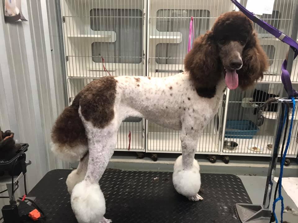 Poodle Dog — Hephzibah, GA — Springwood Pet Boarding & Grooming