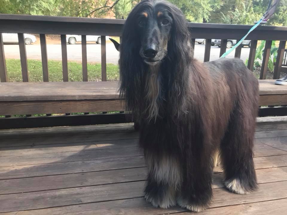 Newfoundland Dog — Hephzibah, GA — Springwood Pet Boarding & Grooming