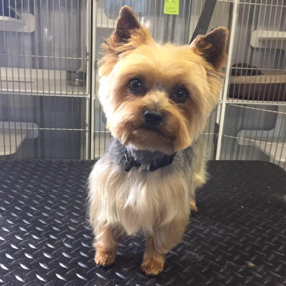 Trimmed Dog — Hephzibah, GA — Springwood Pet Boarding & Grooming
