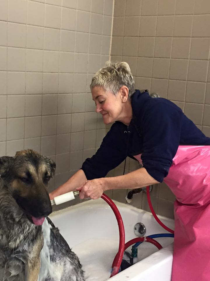 Hydro Surge Bath — Hephzibah, GA — Springwood Pet Boarding & Grooming