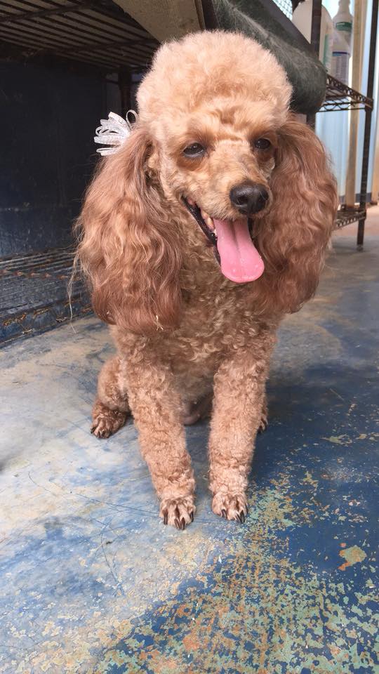 Brown Curl Poodle — Hephzibah, GA — Springwood Pet Boarding & Grooming