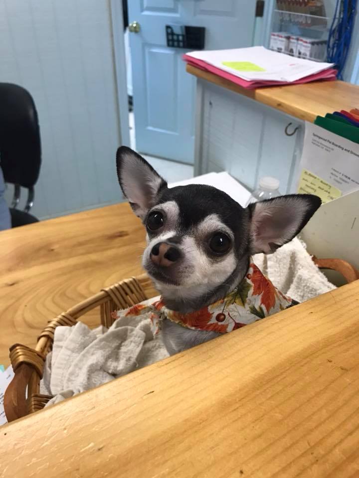 Chihuahua Dog — Hephzibah, GA — Springwood Pet Boarding & Grooming