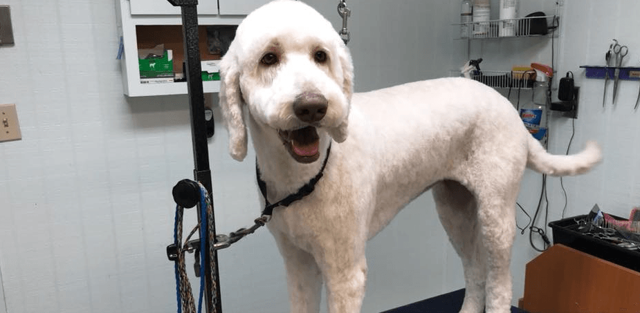 After Grooming — Hephzibah, GA — Springwood Pet Boarding & Grooming