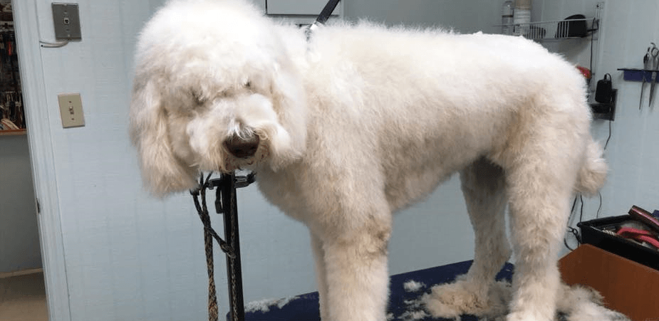 Before Grooming — Hephzibah, GA — Springwood Pet Boarding & Grooming