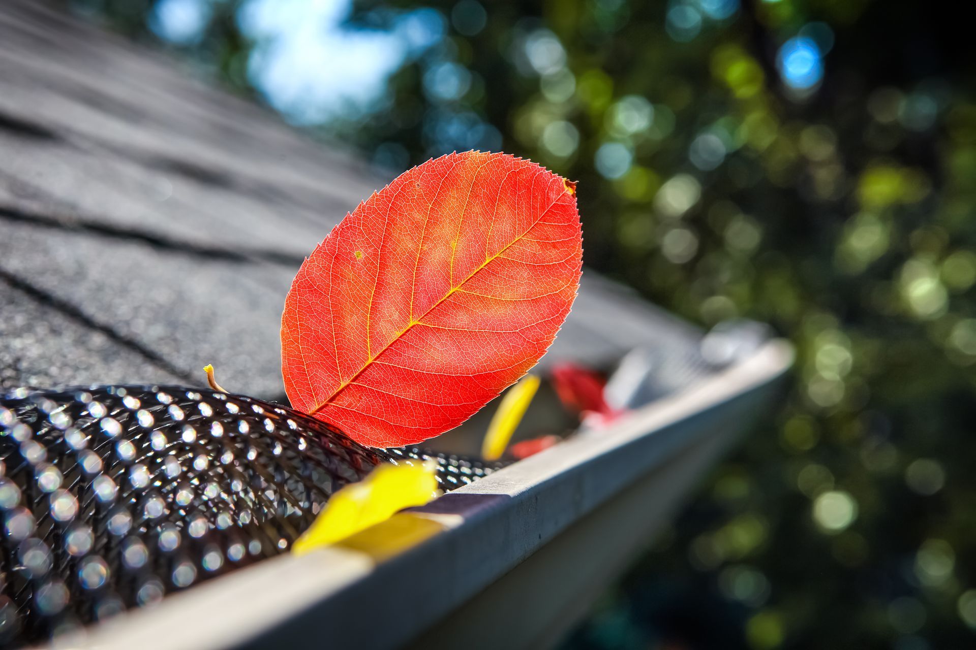 Red autumn leaf resting on a roof gutter with blurred trees in the background
