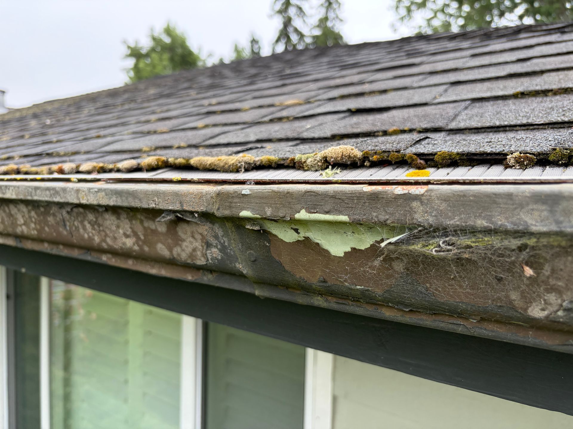 Close-up of a moss-covered roof edge with peeling fascia paint and weathered shingles.