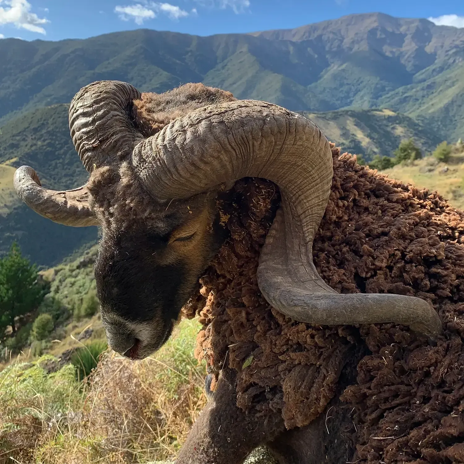 Ram Hunting at Avon Valley Safaris New Zealand.