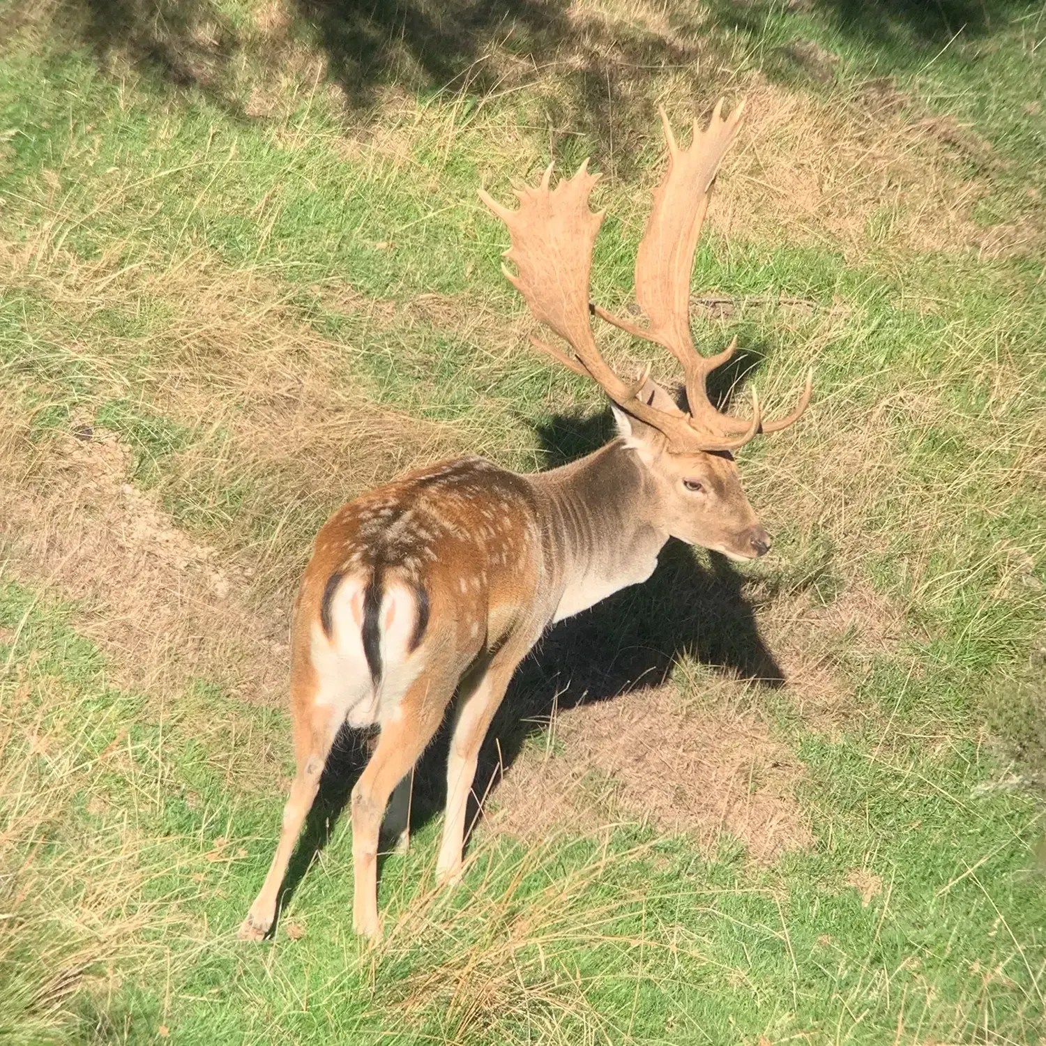 Fallow Deer Hunting at Avon Valley Safaris.