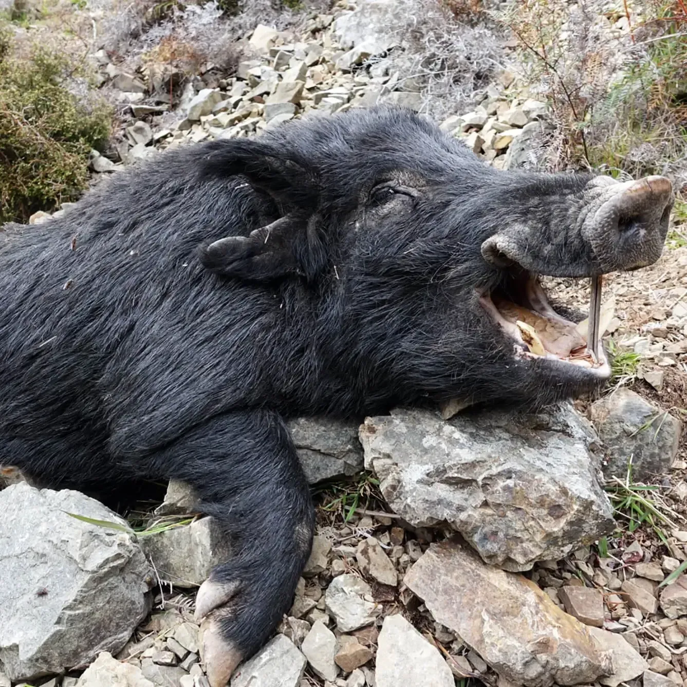 Boar Hunting with Avon Valley Safaris in New Zealand.