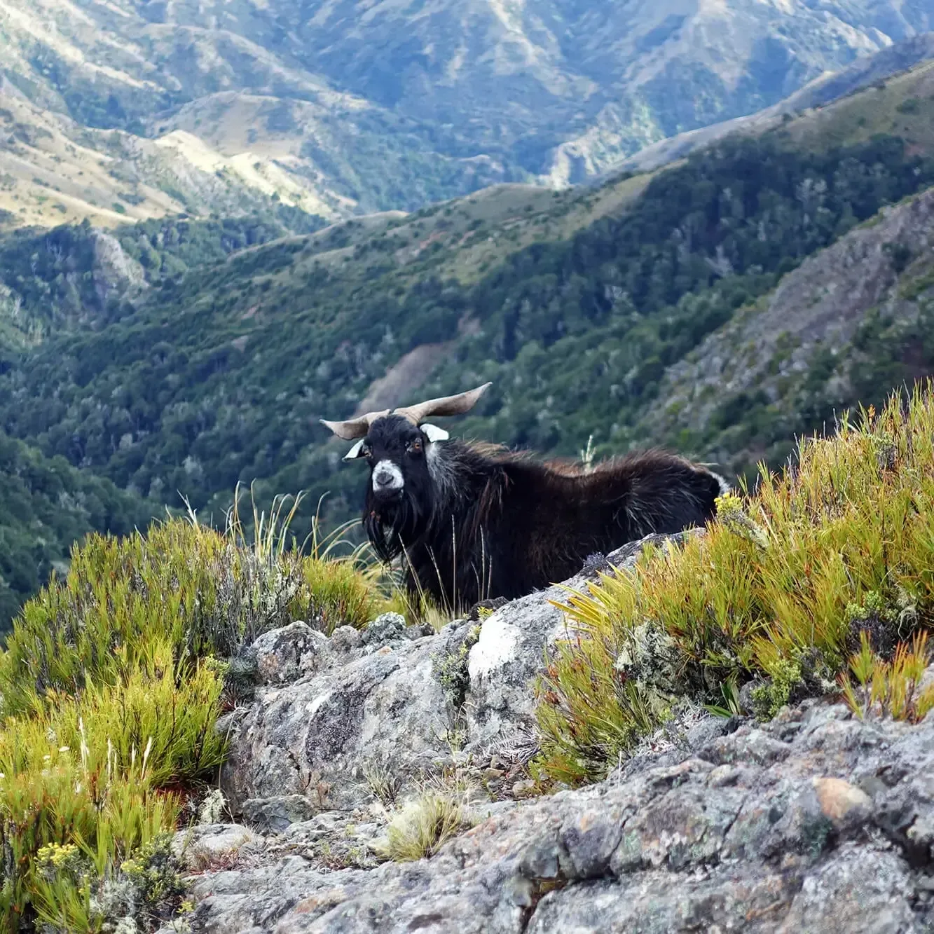 Feral Goat Hunting with Avon Valley Safaris in New Zealand.