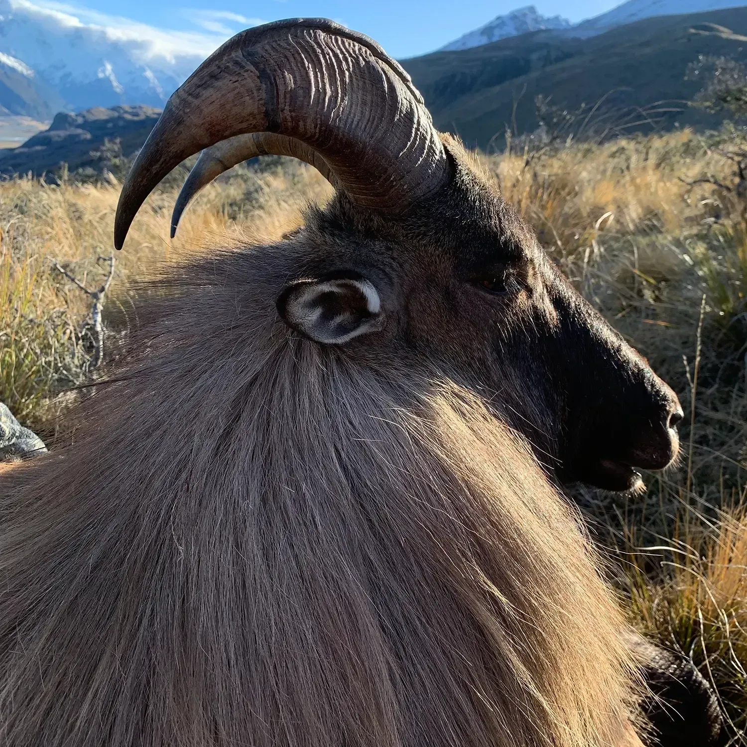 Tahr Hunting with Avon Valley Safaris New Zealand.