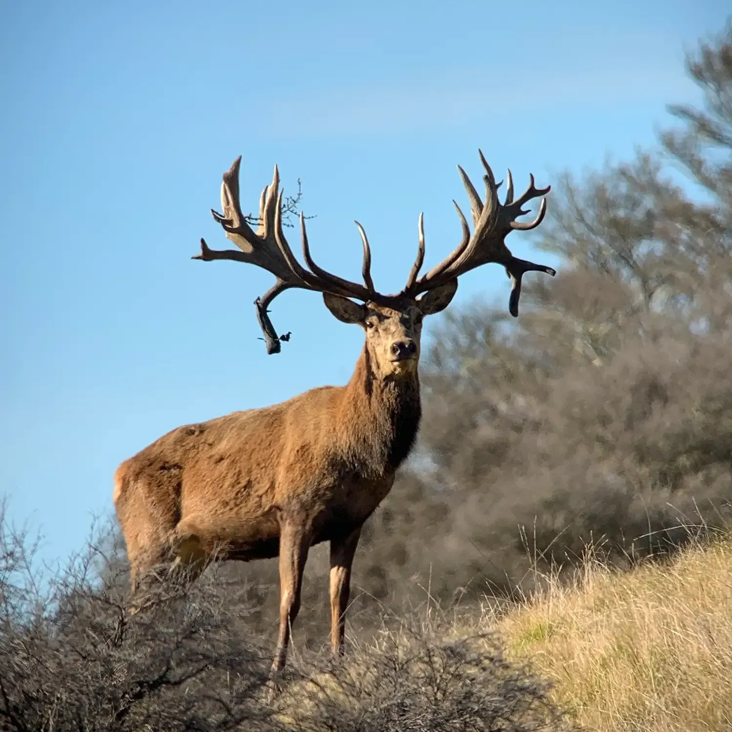 Red stag hunting at Avon Valley Safaris NZ.