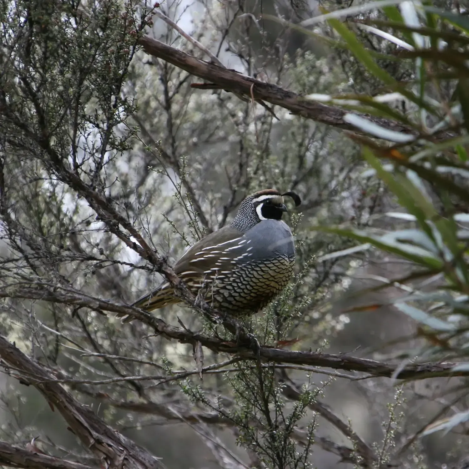 Wing Shooting - Waterfowl, Upland Game and Turkeys with Avon Valley Safaris in New Zealand.