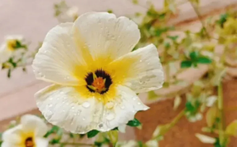 Close-up de uma flor branca com centro amarelo e miolo escuro contra um fundo suave e desfocado de jardim.