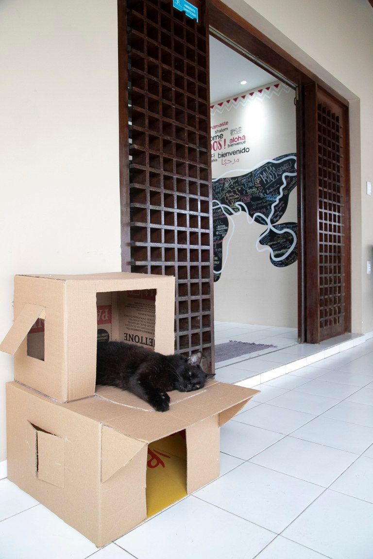 Gato preto descansando em uma torre de caixas de papelão perto de uma porta dentro de casa.
