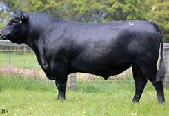 silveiras conversion 8064