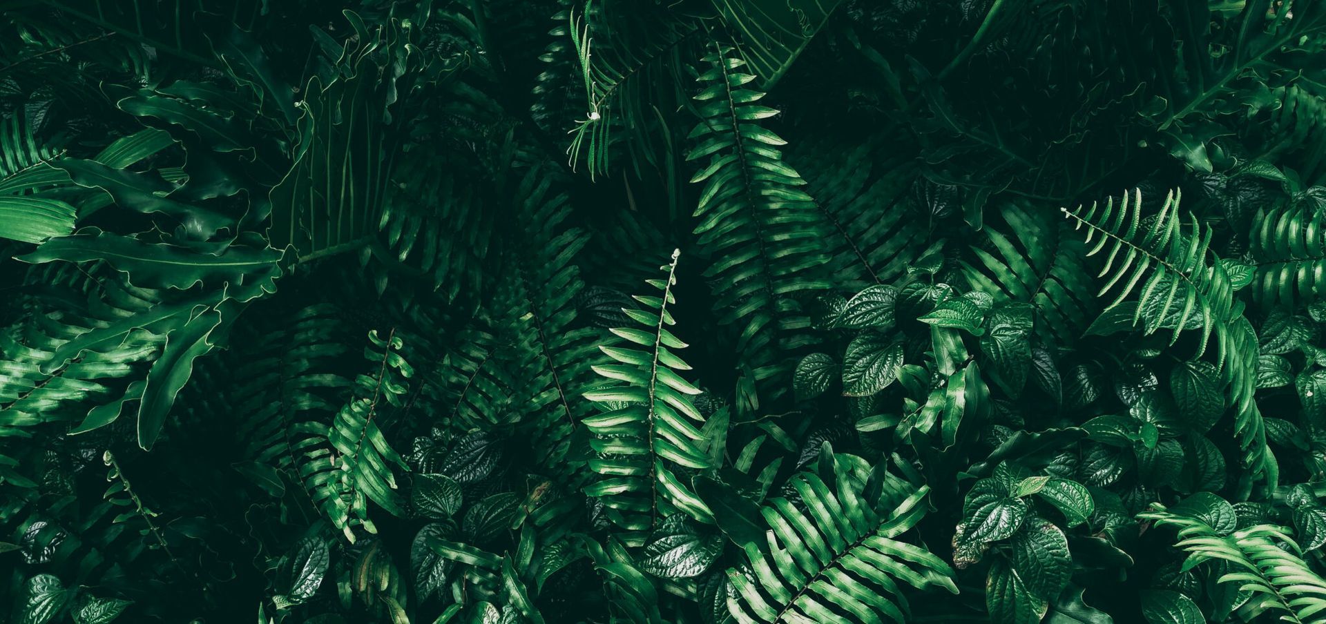 Dense green fern leaves filling the frame in a dark, lush forest setting