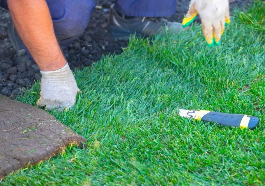 Landscaper installing fresh grass sod in a yard.