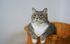 Gray and white tabby cat resting in a wicker basket, looking upward with focused expression.