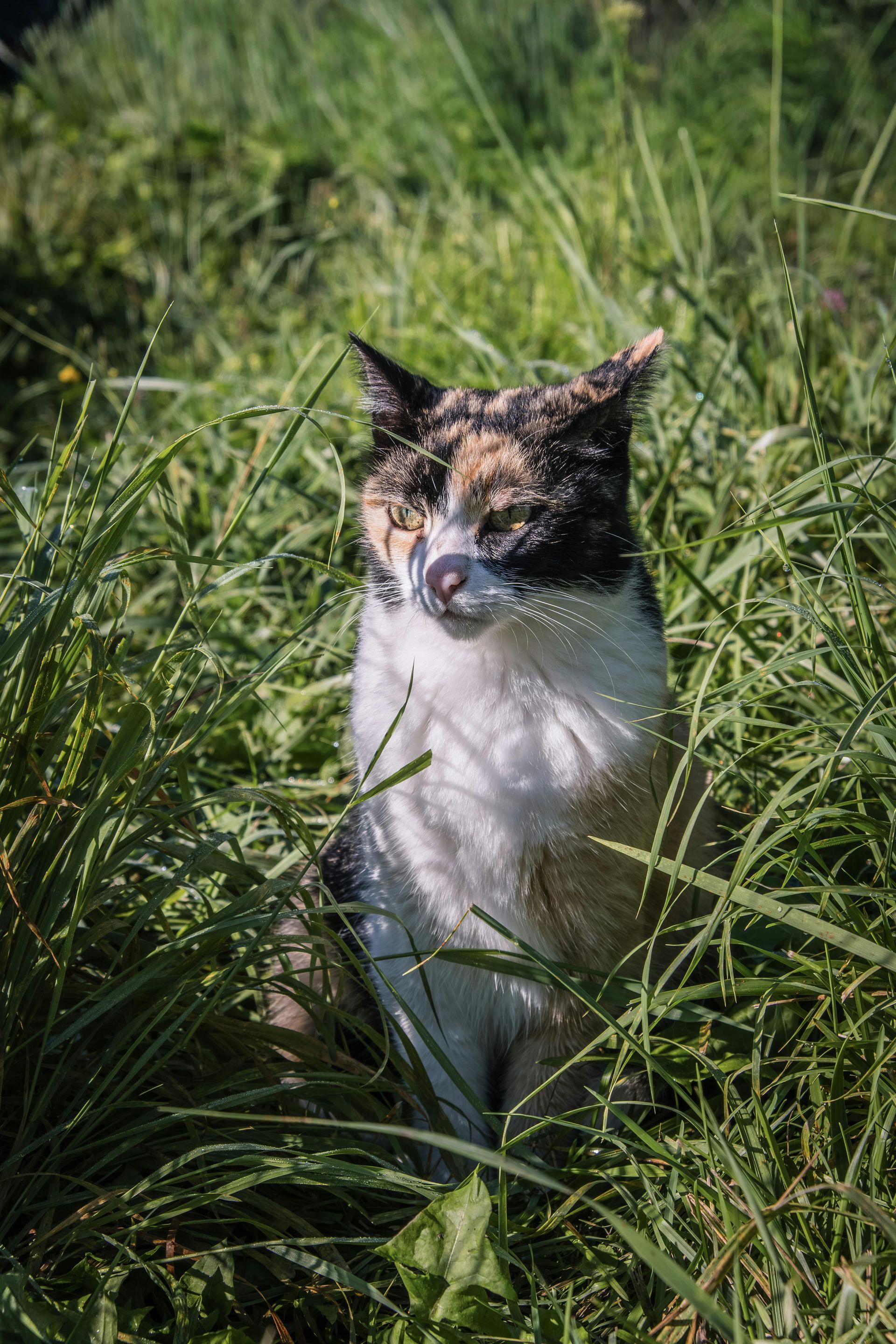 Calico cat sits in tall green grass, looking slightly up and to the side.