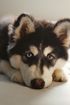 Husky dog with striking blue and brown eyes, resting its head down, with black and white fur.