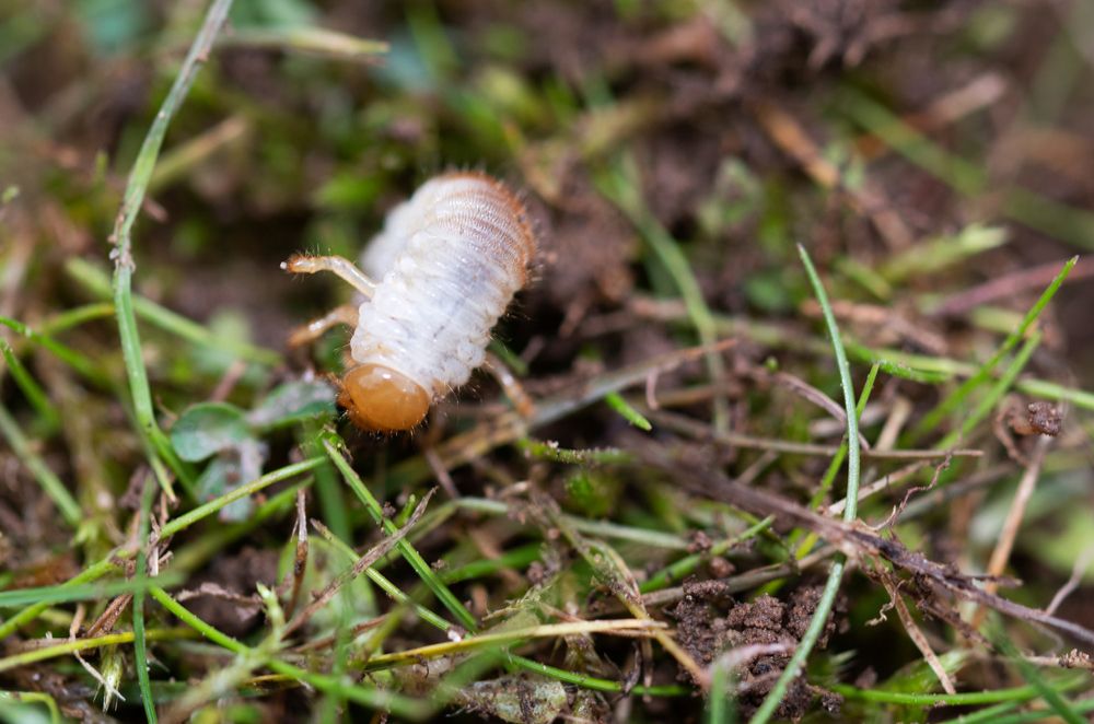 White grub with a brown head on grass and dirt.
