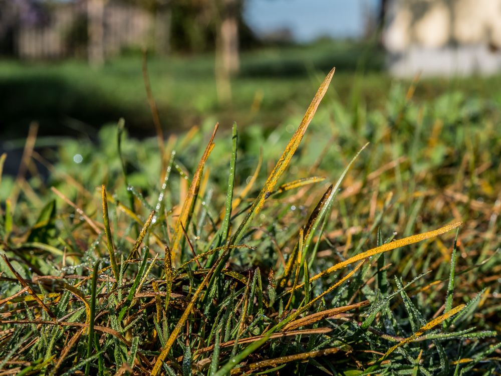 Close-up of grass with yellowed tips and dew drops, in a sunny outdoor setting.