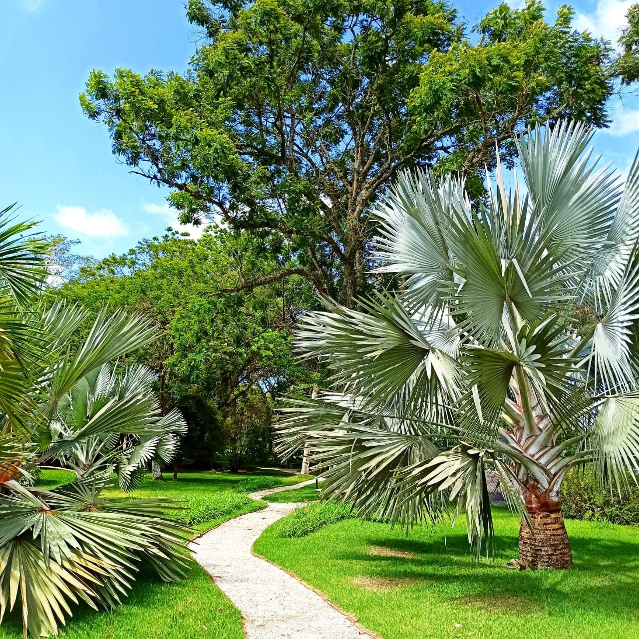 Um caminho em um parque cercado por palmeiras