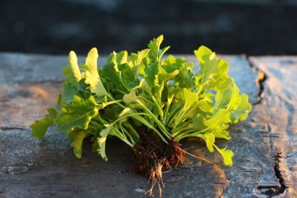 Dwarf Kale
