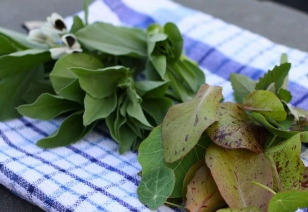 Trout Lettuce