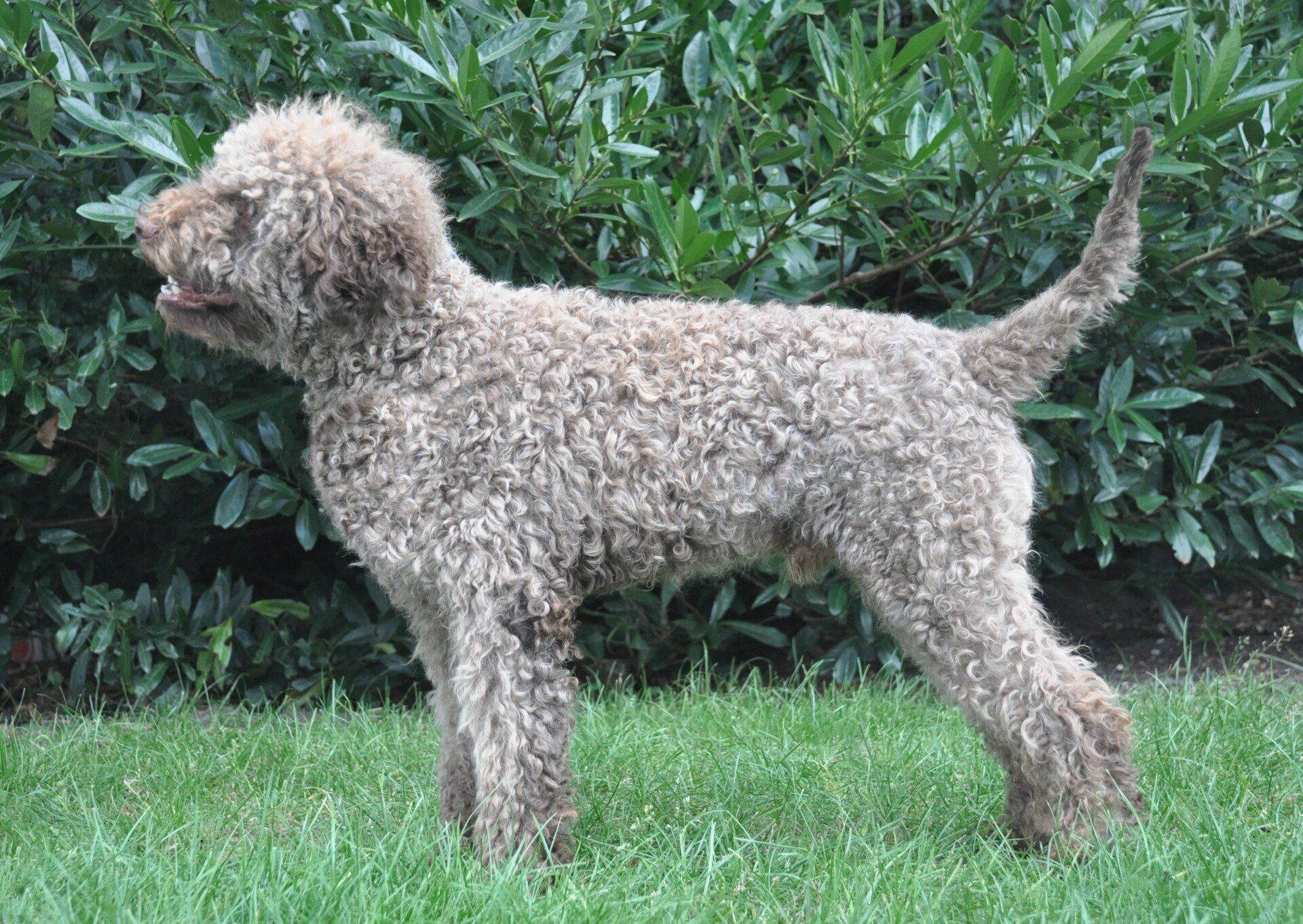 Potter, 15 maanden