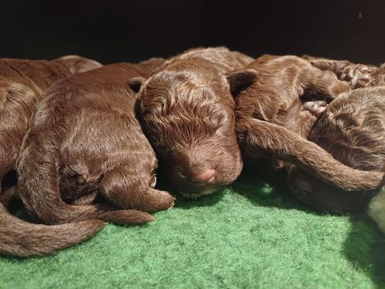 Pups Flurry
