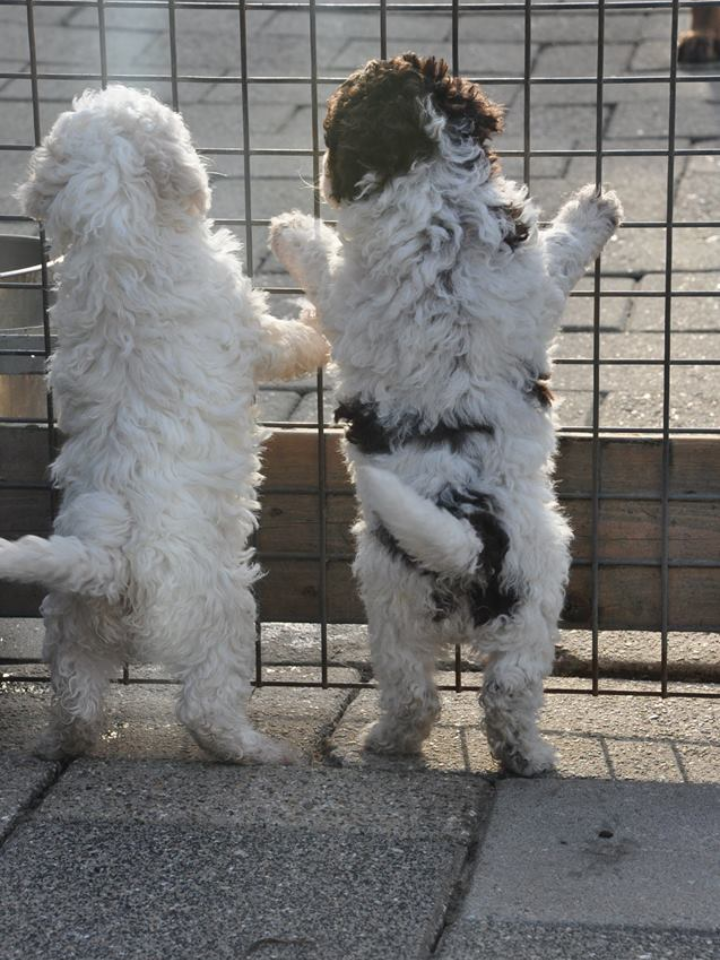 Pups