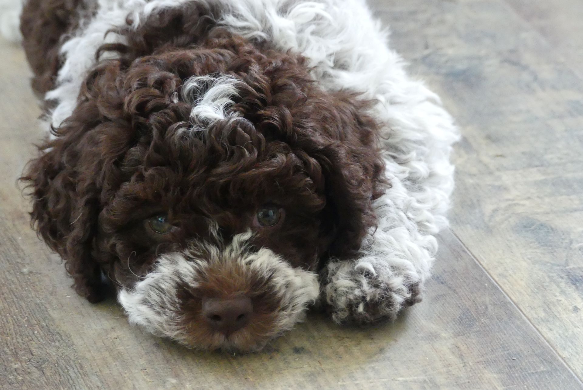 Dolce
