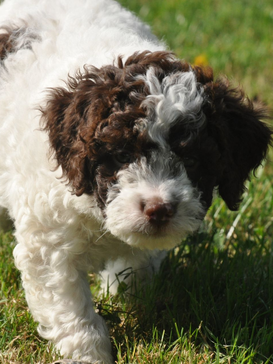 Pup Cira