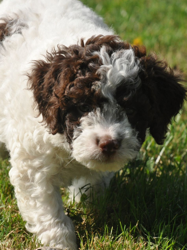 Pup Cira