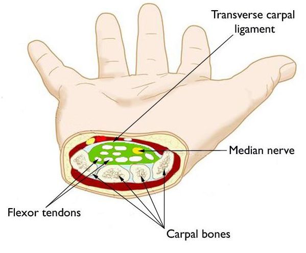 the carpal tunnel area