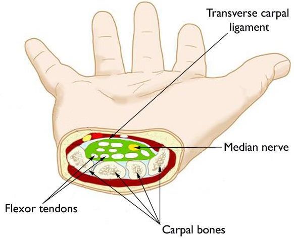 cross section of the wrist showing the carpal tunnel space