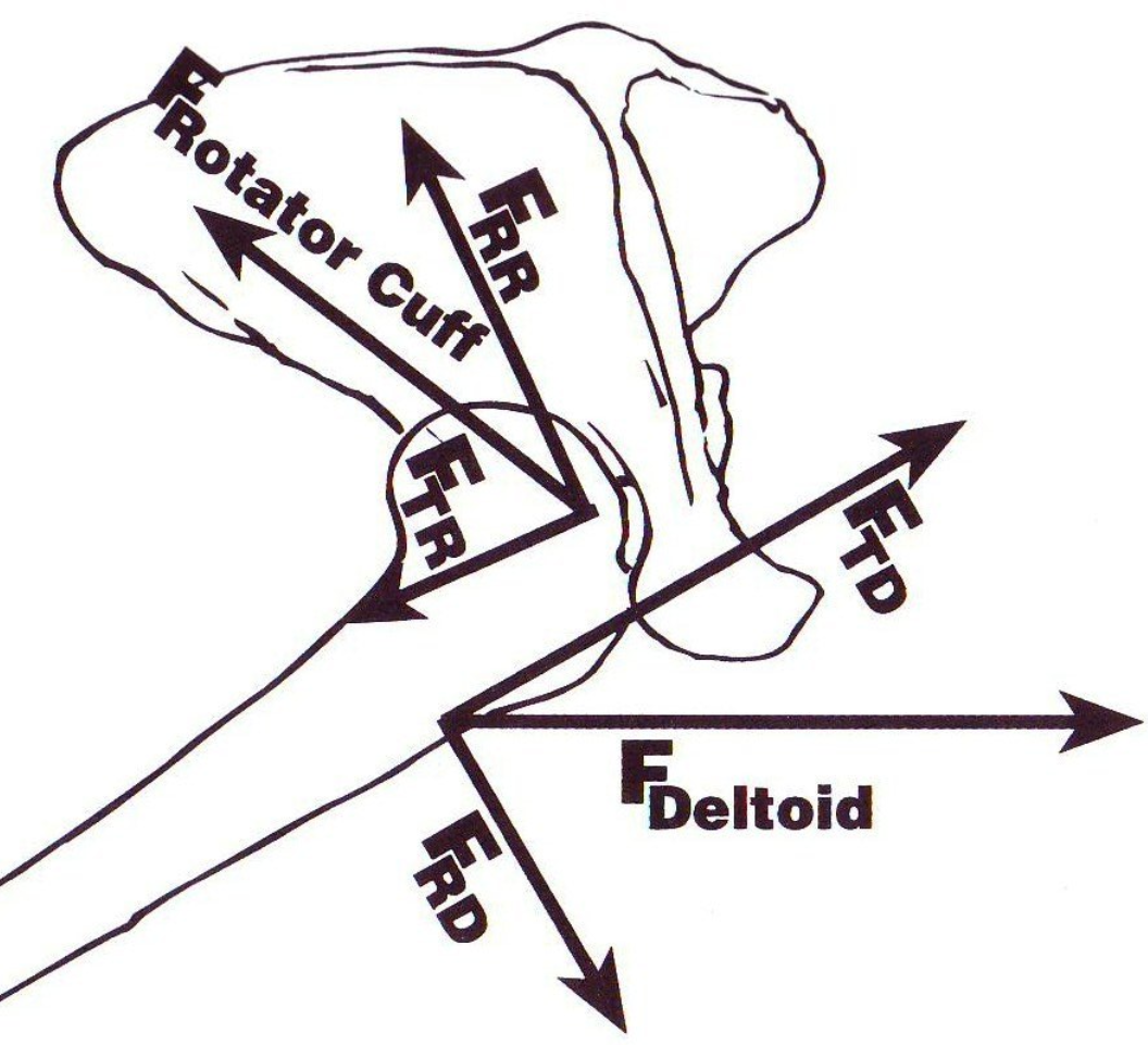 biomechanical forces in the shoulder