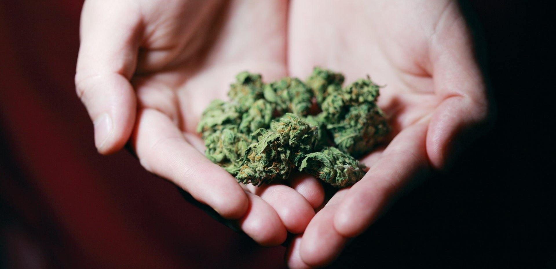 hand holding cannabis