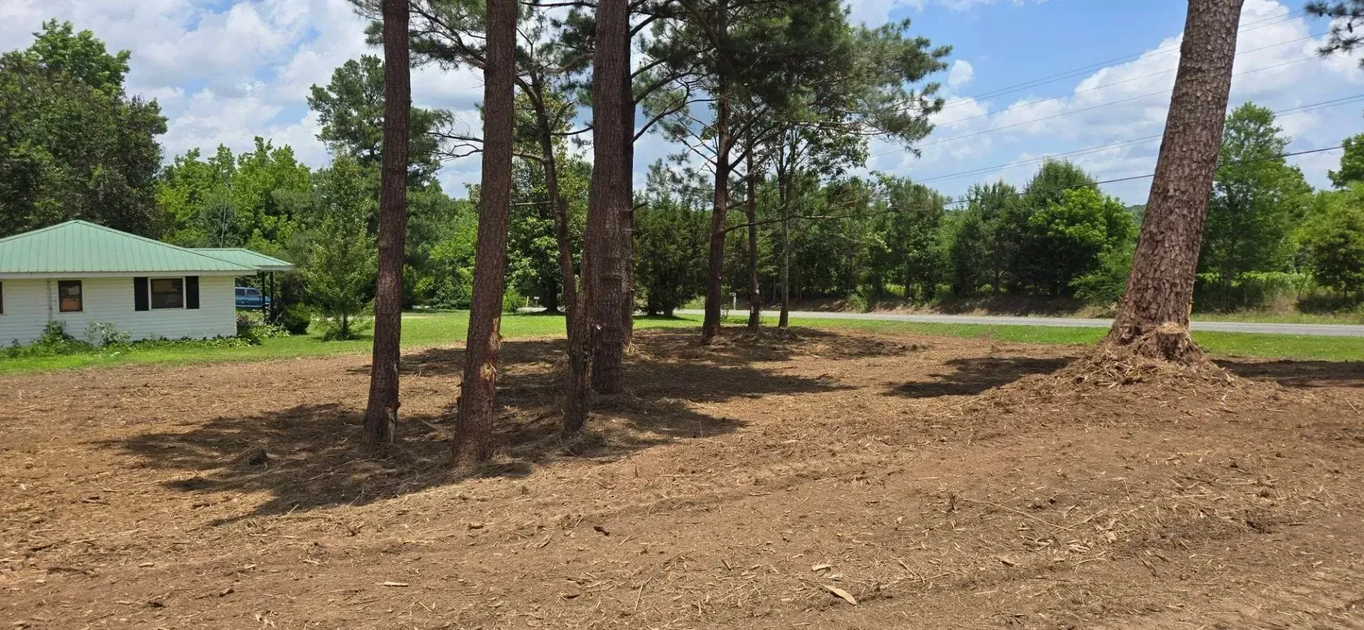 Cleared lot with pine trees and a small light-green house under a blue sky
