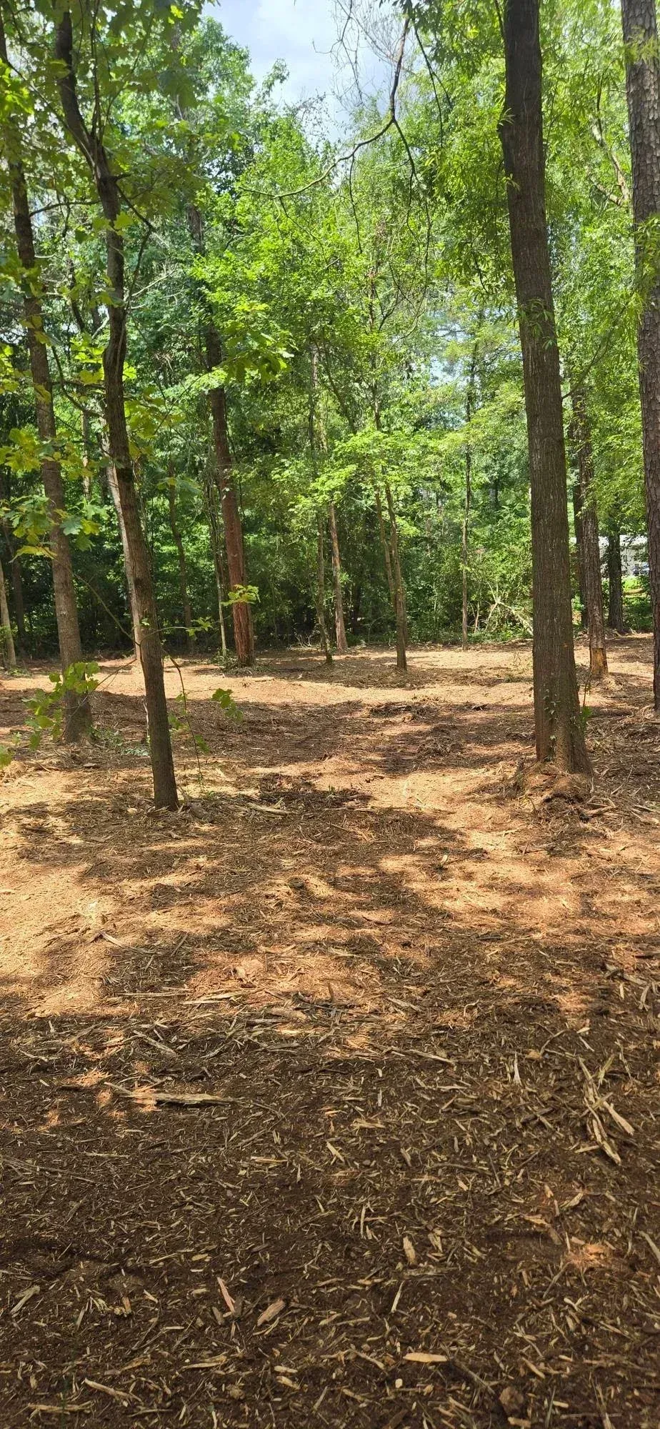 Sunlit wooded path with tall trees and dry leaves on the ground