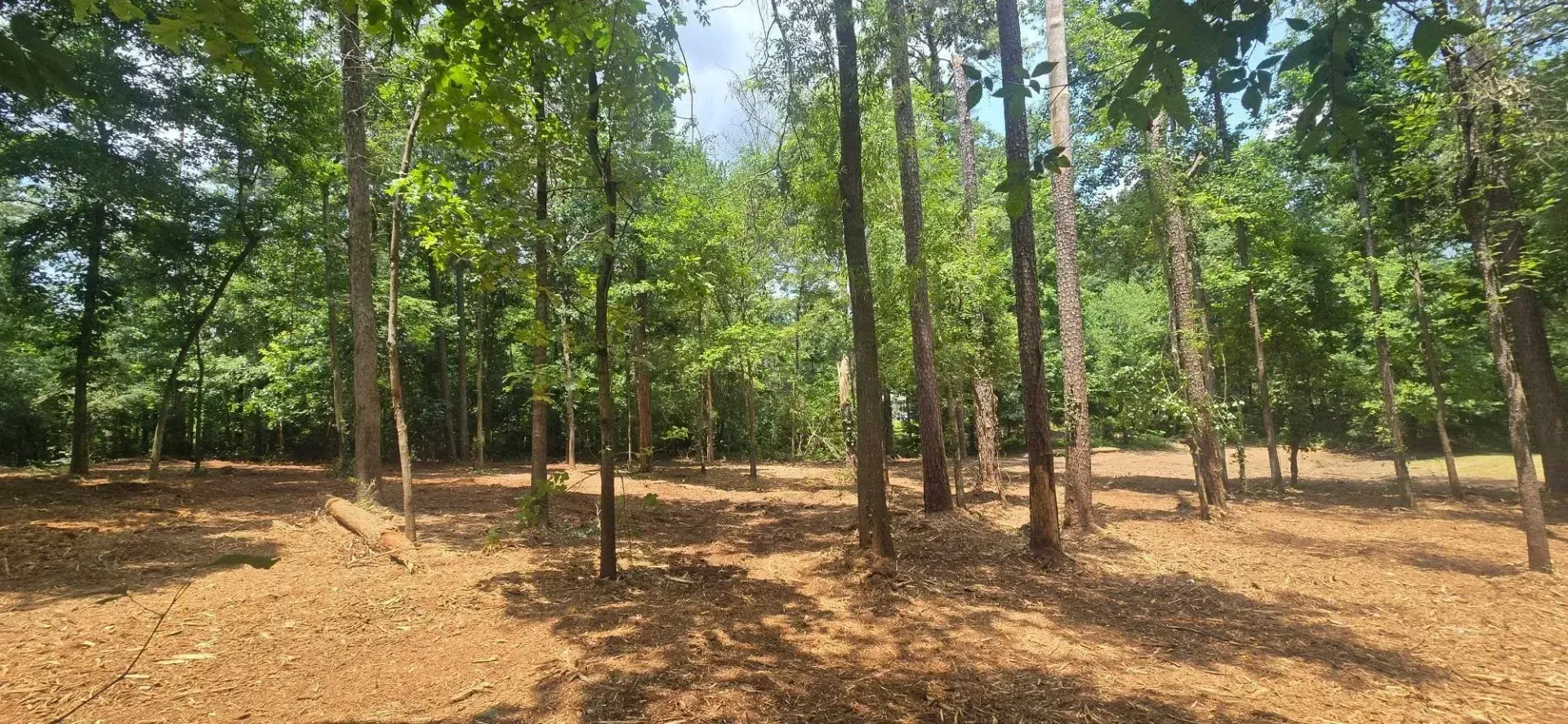 Dry wooded area with tall trees and scattered sunlight on leaf-covered ground