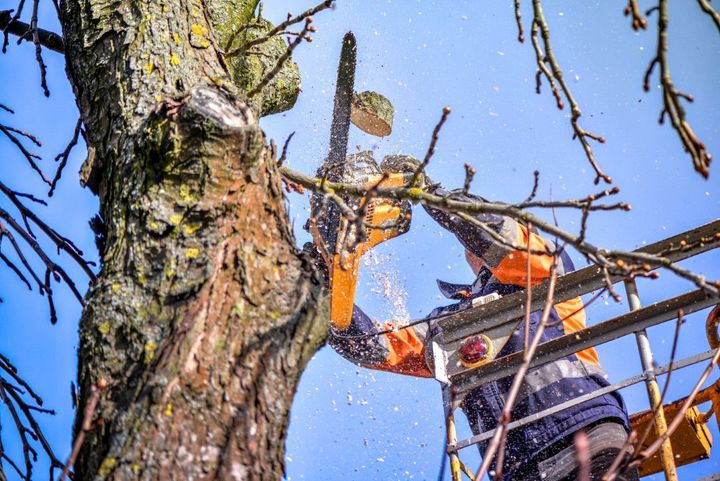 An image of Tree Trimming/Pruning in Rowland Heights CA