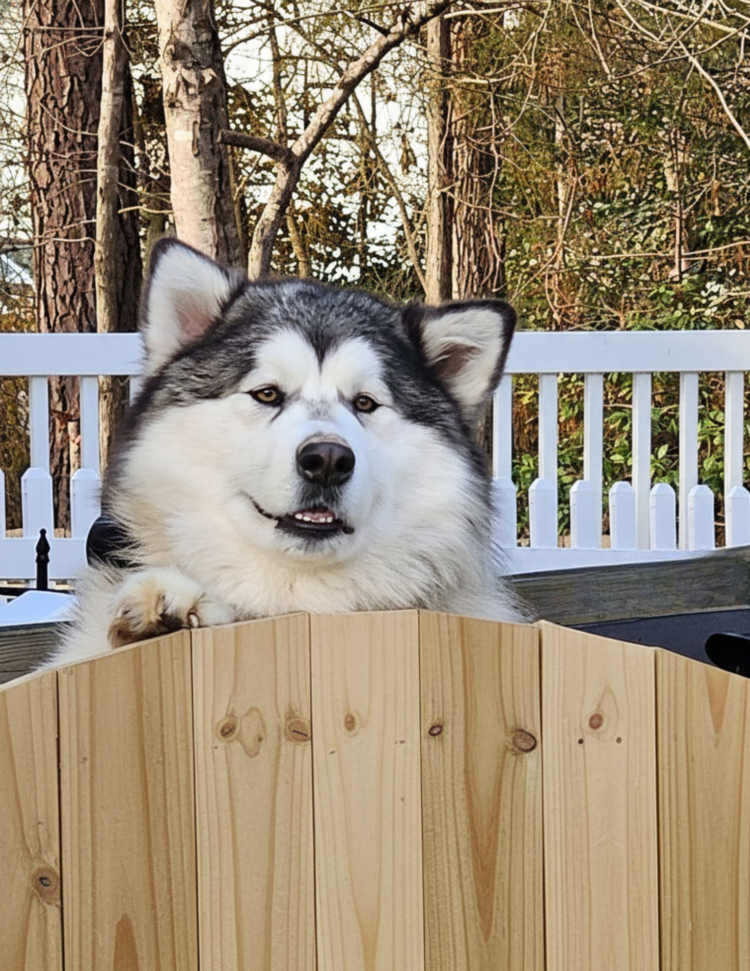 Large fluffy dog with black and white fur, paws resting on a wooden fence, smiling outdoors.