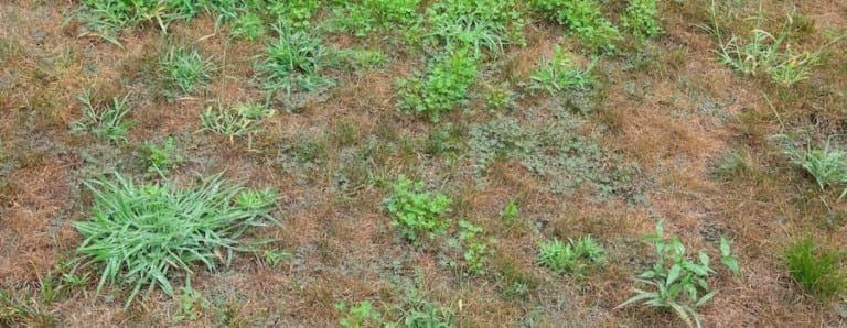 patches of crab grass